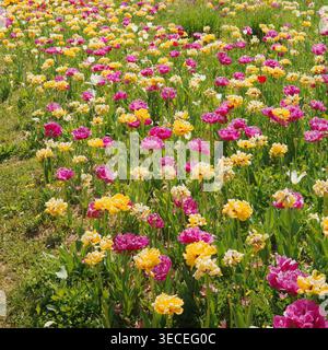 Vibrante campo misto di tulipani doppi e pappagalli in piena fioritura primaverile, caratterizzato da varietà magenta, gialle, crema e bianche sotto la luce solare naturale. Foto Stock