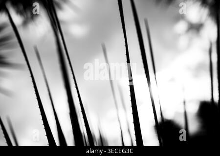 L'agave bianca e nera astratta presenta linee diagonali contro un cielo nuvoloso luminoso con bokeh e luce brillante Foto Stock