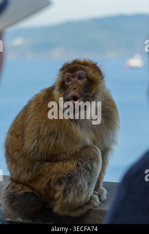 Gibilterra - 17 aprile 2026: Un macaco barbario seduto su una piattaforma panoramica presso la riserva naturale di Upper Rock, con la bocca aperta. Foto Stock