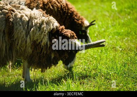 La pecora Jacob pascolava su erba verde nel prato soleggiato. Rara razza di quattro pecore con corna che si nutrono di pascoli. Concetto di agricoltura biologica, agricoltura sostenibile Foto Stock