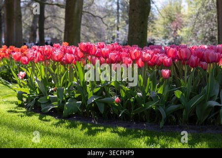 Tulipani rosa in primavera nei Paesi Bassi in un giardino pubblico Foto Stock