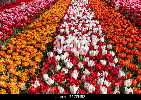 Campo di tulipani con file di diversi colori: Rosso, rosa, arancione e bianco in primavera nei Paesi Bassi Foto Stock