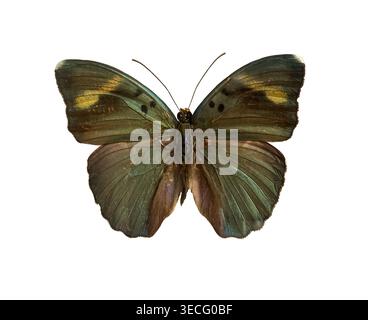Farfalla Euphaedra medon con ali spalmate isolate su sfondo bianco con percorso di ritaglio. Raccolta di insetti. Foto Stock