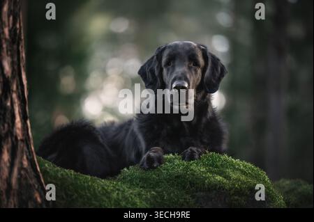 Cane da recupero con rivestimento piatto nero disteso su tronchi verdi ricoperti di muschio nella foresta con sfondo bokeh sfocato Foto Stock