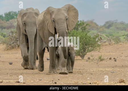 Elefanti femmine e neonati, Loxodonta africana, Mashatu Game Reserve, Botswana Foto Stock