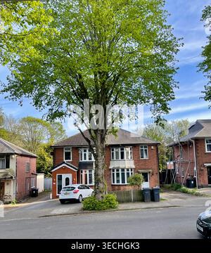 Un bellissimo albero di fronte ad una casa suburbana semi-indipendente Foto Stock