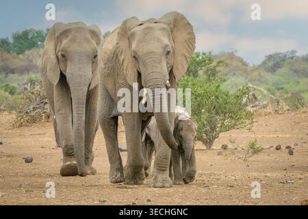 Elefanti femmine e neonati, Loxodonta africana, Mashatu Game Reserve, Botswana Foto Stock