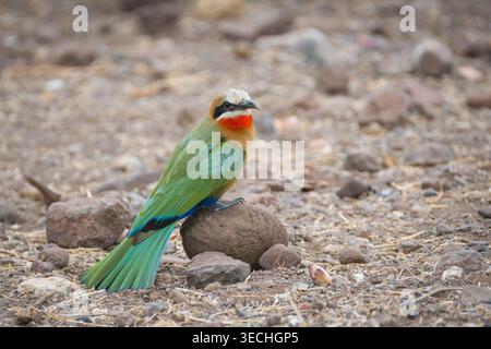 Mangiatore di api dalla fronte bianca, bullockoides Merops, riserva di caccia Mashatu, Botswana Foto Stock