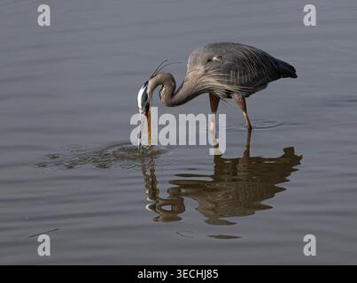 Great Blue Heron pesca per cena in acque poco profonde a Kent Island durante l'inverno nel Maryland USA Foto Stock