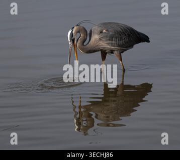 Great Blue Heron pesca per cena in acque poco profonde a Kent Island durante l'inverno nel Maryland USA Foto Stock