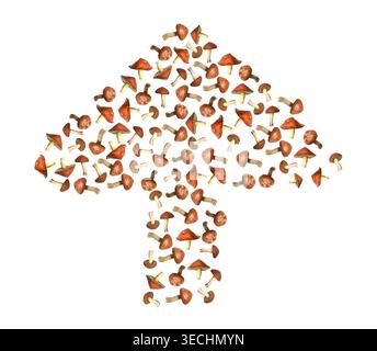 Funghi disposti a forma di funghi su sfondo bianco Foto Stock