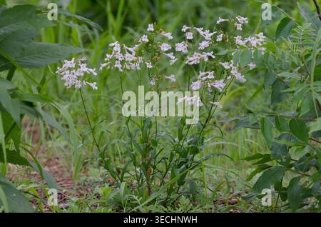 Nodding Penstemon, Penstemon laxiflorus Foto Stock