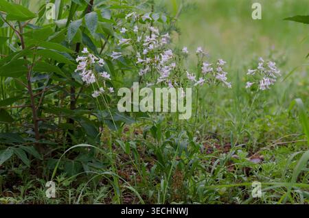 Nodding Penstemon, Penstemon laxiflorus Foto Stock