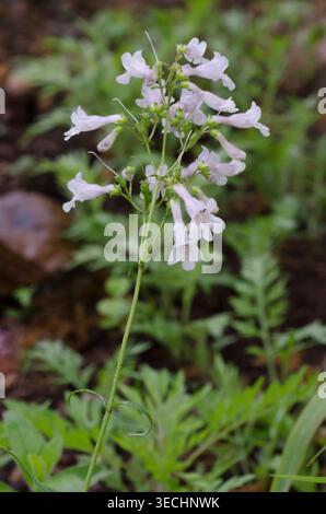 Nodding Penstemon, Penstemon laxiflorus Foto Stock