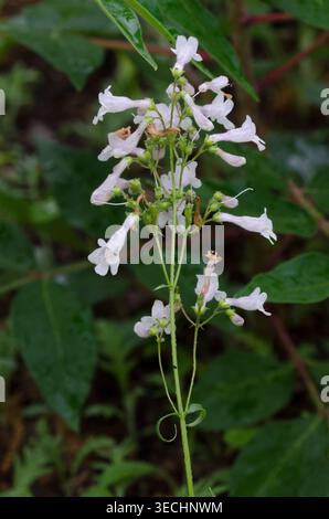 Nodding Penstemon, Penstemon laxiflorus Foto Stock
