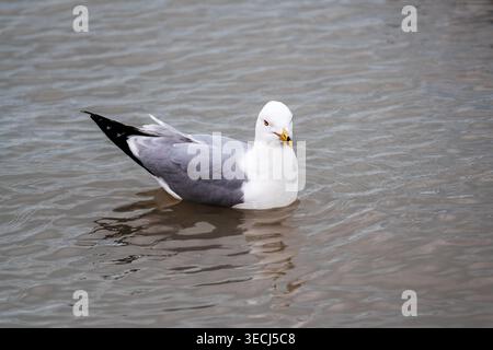 Un grande gabbiano bianco con ali grigie e piume nere della coda sta scavando la superficie dell'acqua. Foto Stock