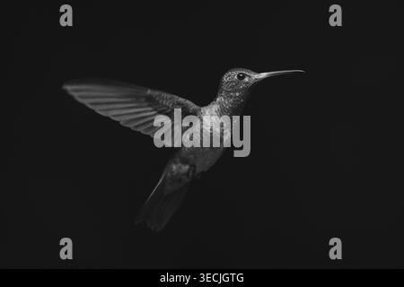 Colibrì mono dalla coda ruvida che allunga le ali al sole Foto Stock
