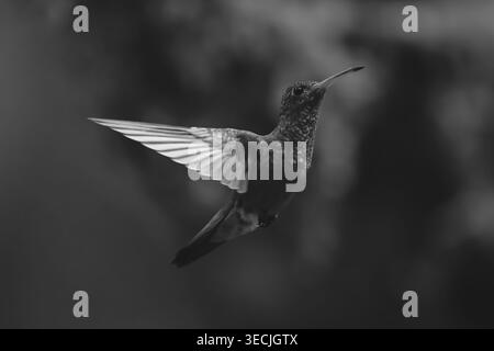 Il colibrì mono dalla coda ruvida si libra sullo sfondo bokeh Foto Stock