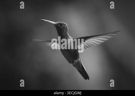 Il colibrì mono dalla coda ruvida si libra sullo sfondo della foresta Foto Stock