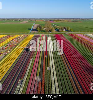 Vista aerea di file vivaci di tulipani in fiore in vari colori con un trattore che lavora sul campo sotto un cielo azzurro e limpido Paesi Bassi. Foto Stock