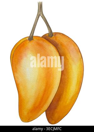 Serie di illustrazioni botaniche acquerello. Mango frutta e fiori, con fette e foglie isolate su sfondo bianco. Per confezionamento, progettazione di alimenti, m Foto Stock