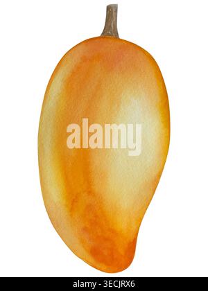 Serie di illustrazioni botaniche acquerello. Mango frutta e fiori, con fette e foglie isolate su sfondo bianco. Per confezionamento, progettazione di alimenti, m Foto Stock