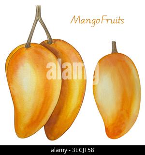 Serie di illustrazioni botaniche acquerello. Mango frutta e fiori, con fette e foglie isolate su sfondo bianco. Per confezionamento, progettazione di alimenti, m Foto Stock