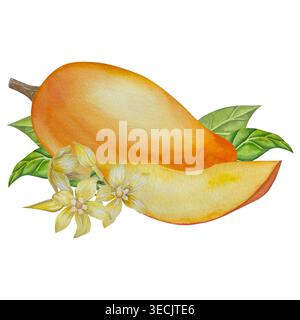 Serie di illustrazioni botaniche acquerello. Mango frutta e fiori, con fette e foglie isolate su sfondo bianco. Per confezionamento, progettazione di alimenti, m Foto Stock
