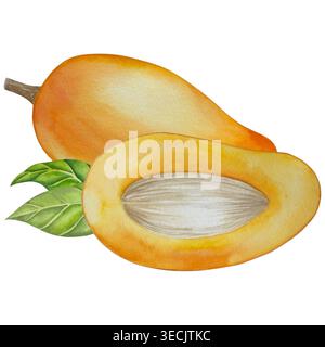 Serie di illustrazioni botaniche acquerello. Mango frutta e fiori, con fette e foglie isolate su sfondo bianco. Per confezionamento, progettazione di alimenti, m Foto Stock