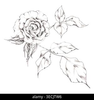 Rosa, fiore di lisianto, gardenia o camelia fioriscono con boccioli e foglie delicato schizzo a matita. Illustrazione isolata di natura botanica disegnata a mano Foto Stock