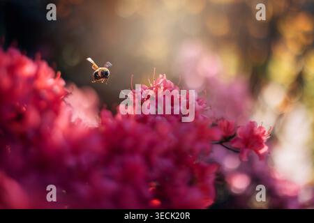 Bumblebee che vola sui fiori di Azalea rosa con luce dorata Foto Stock