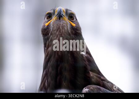 Steppe Eagle Ritratto in corso primo piano Foto Stock