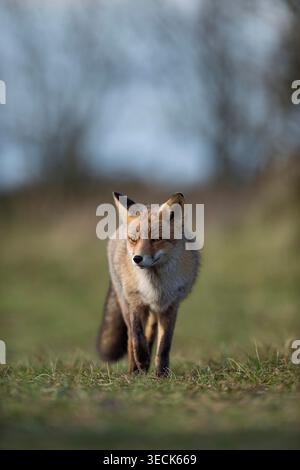 La volpe Rossa europea / Rotfuch (Vulpes vulpes) cammina lungo il bordo di un prato, si avvicina, vista frontale, fauna selvatica. Foto Stock