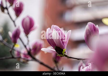 Primo piano della fioritura di magnolia rosa e gemme dopo la pioggia primaverile, gocce di pioggia su petali su un morbido sfondo urbano sfocato, catturando una fresca bellezza floreale Foto Stock