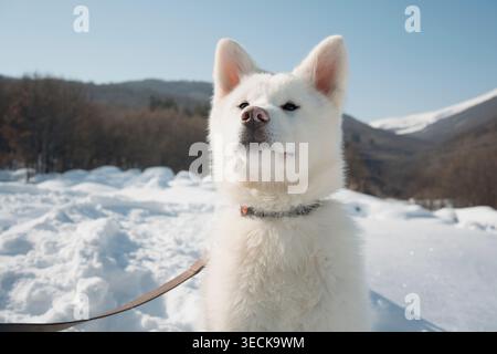 Un soffice cucciolo di Akita si erge orgogliosamente in un paesaggio invernale innevato, con un cielo azzurro e montagne sullo sfondo, catturando l'essenza di un cr Foto Stock
