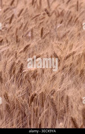 Foto di teste di grano maturo pronte per il raccolto nella prateria di Palouse, nella parte orientale dello stato di Washington. Vista ravvicinata per evidenziare texture, tonalità dorate e a Foto Stock
