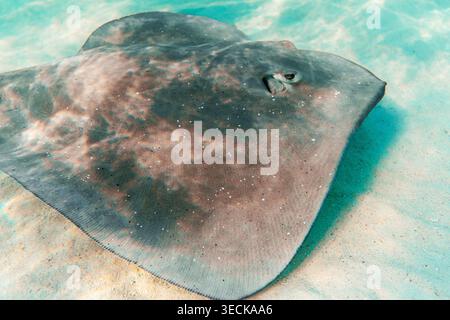 Primo piano di una pastinaca che riposa su un fondale sabbioso in acque turchesi cristalline poco profonde, mostrando ali lisce, consistenza maculata e una vita marina tranquilla in un tr Foto Stock