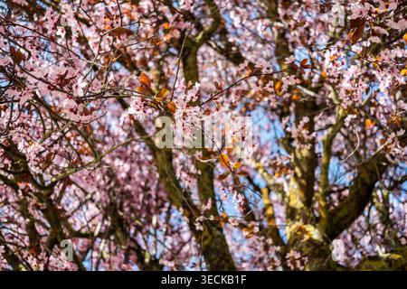 Fiore di ciliegio illuminato dal sole in piena fioritura, con delicati ammassi di fiori rosa e foglie di rame fresche su arti ramificati, adagiati su un cielo azzurro brillante W. Foto Stock
