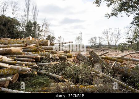 Tronchi e rami tagliati impilati si trovano in una deforestazione boschiva deforestata, mostrando lavori forestali, bonifica del terreno e perdita di habitat sotto un cielo nuvoloso. Foto Stock