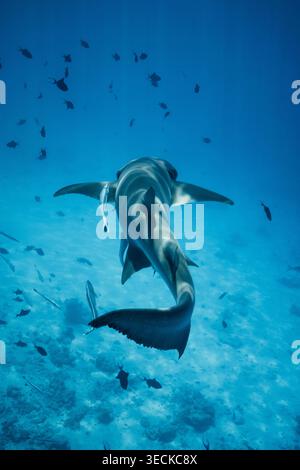 Vista subacquea di uno squalo che nuota sopra una barriera corallina tropicale in acque cristalline, circondato da pesci, catturando la fauna selvatica e marina dell'isola delle Maldive Foto Stock