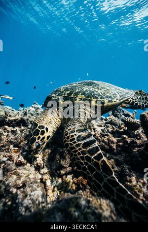 Foto subacquea di una tartaruga marina verde che riposa su una barriera corallina in acque cristalline vicino a un'isola delle Maldive, che mostra la fauna marina tropicale e la barriera corallina Foto Stock