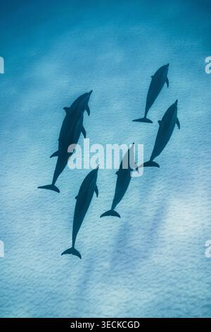 Veduta aerea di un branco di delfini che scivola sopra una laguna sabbiosa alle Maldive, acque turchesi chiare che rivelano la consistenza ondulata del fondale marino intorno a un tropico Foto Stock