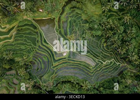 Vista aerea dei droni di lussureggianti risaie e palme verdi a Tegallalang, Bali, Indonesia, con risaie a strati e linee di irrigazione, e tropicale Foto Stock