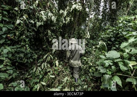 Ranger che cammina attraverso la vegetazione lussureggiante e incontaminata della repubblica democratica del congo Foto Stock