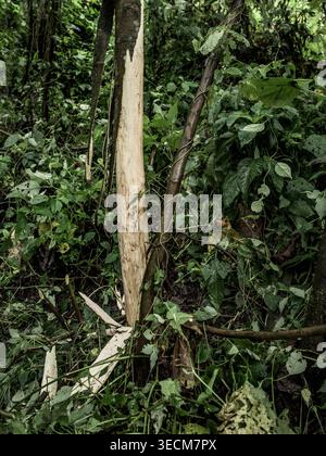 Strisciare la corteccia degli alberi, probabilmente da elefanti, rivelando legno pallido in una fitta e profonda foresta Foto Stock