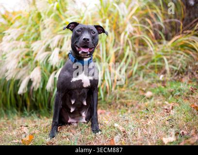 Un cane di razza mista bianco e nero Pit Bull Terrier seduto all'aperto con un'espressione felice Foto Stock