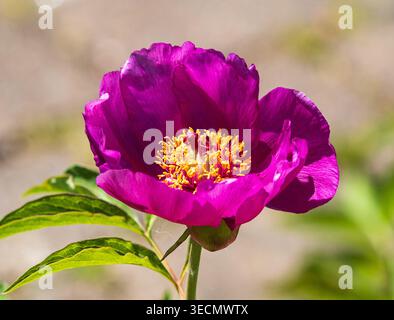 Fiore aperto rosa della specie perenne peonia, Paeonia mascula ssp arietina, in tarda primavera Foto Stock