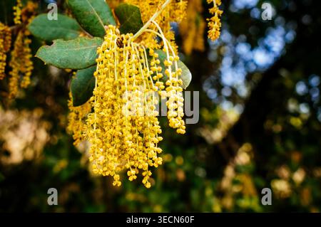 Gatti maschi maturi. Quercus ilex, la quercia holly, anche quercia sempreverde, è una grande quercia sempreverde originaria della regione mediterranea. Madrid, Comunidad d Foto Stock
