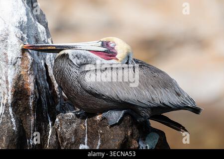 Sleeping Brown Pelican che riposa sulla Coastal Rock Foto Stock