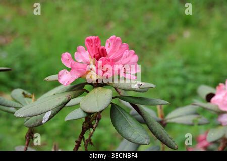 Rhododendron 'Wine and Roses'. Primo piano di fiori di rododendro rosa pallido con boccioli di fiori rosa intenso in primavera. Foto Stock